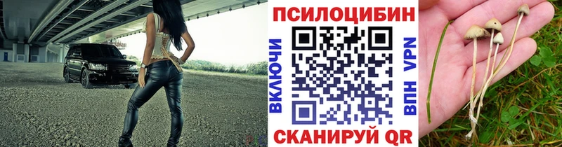 Галлюциногенные грибы GOLDEN TEACHER магазин продажи Моздок